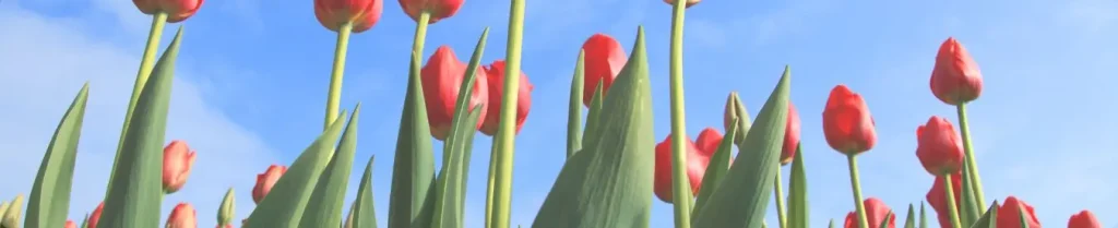 foto met een blauwe lucht, rode tulpen en groene stengels en bladeren. Dit is de header afbeelding voor de pagina vacatures in de noordoostpolder van Willem de Boer in Emmeloord / Urk.